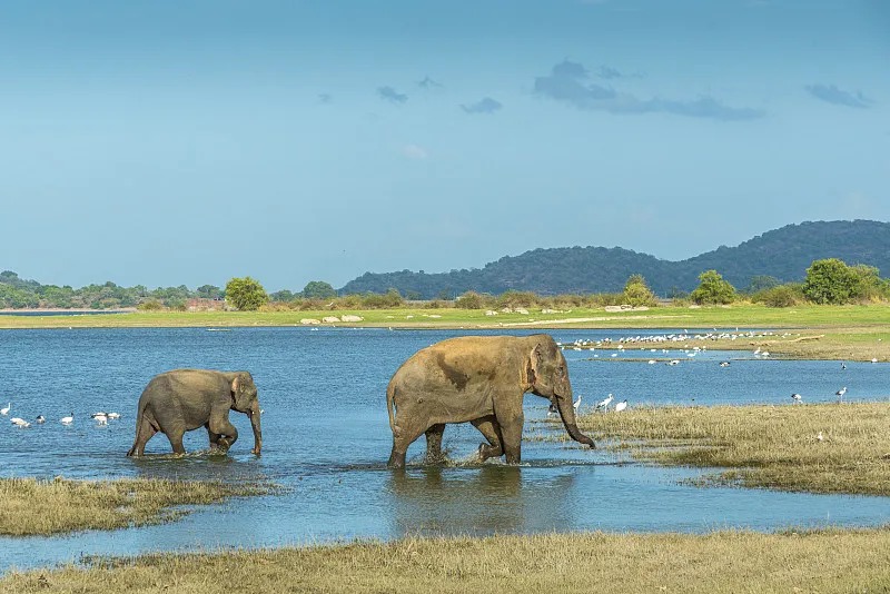 Sri Lanka 