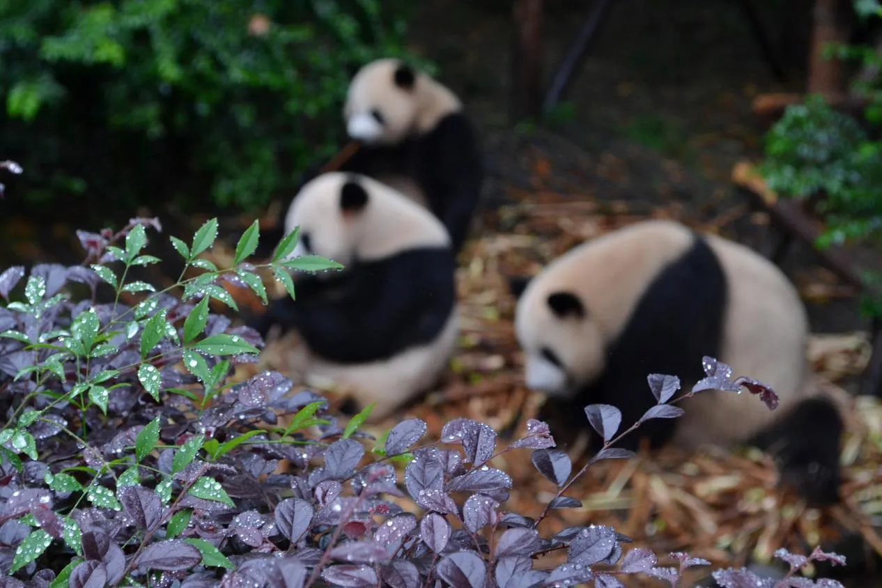Chengdu